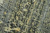Proterozoic Age Columnar Stromatolite (Asperia) Slab - Australia #132378-1